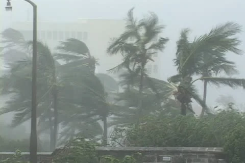 Hurricane wind palm trees Stock-Footage 12574709
