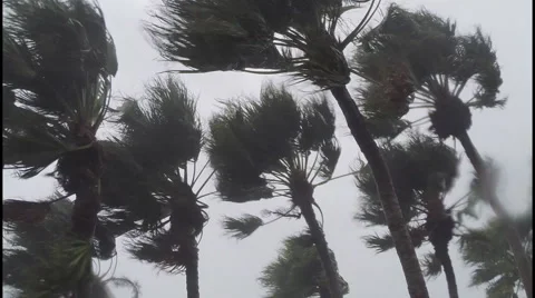 Hurricane wind rain blows through trees Stock Footage 42959326