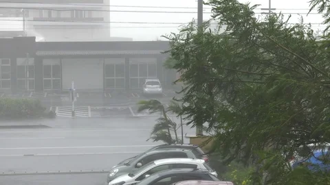 Hurricane wind thrashes trees Stock-Footage 92844516