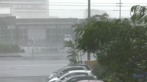 Hurricane Wind thrashes trees Video stock 92844890