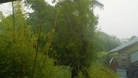 Hurricane Winds and Rain Bamboo Trees Wide, 4K Stock-Footage 100998981