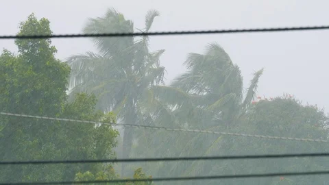 Hurricane Winds and Rain Coconut Tree Heavy Rains, 4K Stock Footage 100998743