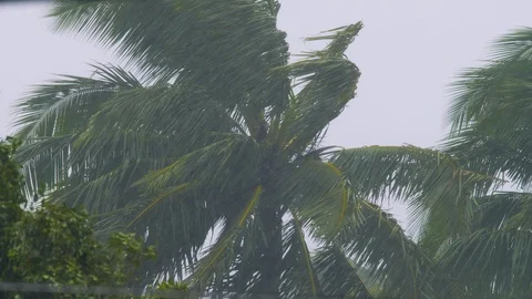 Hurricane Winds and Rain Coconut Tree Close Up, 4K Stock-Footage 100999369