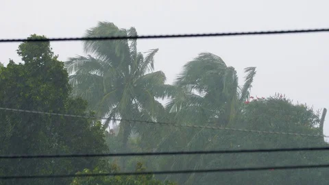 Hurricane Winds and Rain Coconut Tree Medium Wires, 4K Stock Footage 100999414
