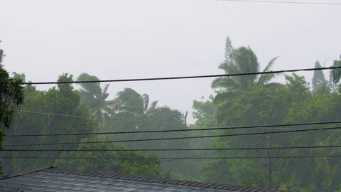 Hurricane Winds and Rain Coconut Tree Wide, 4K Stock Footage 100999546