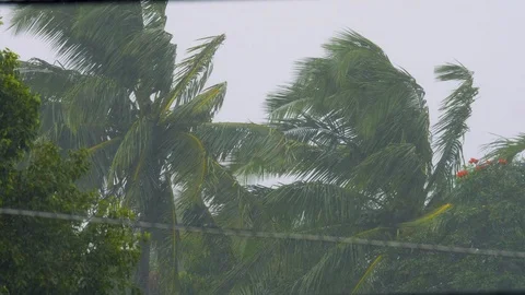 Hurricane Winds and Rain Coconut Tree Medium, 4K Stock Footage 100999757