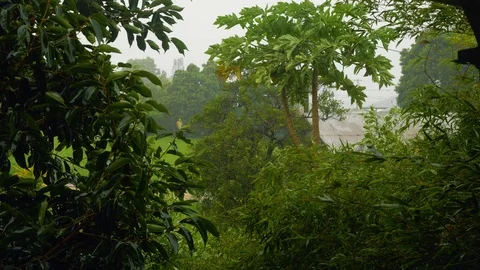 Hurricane Winds and Rain Papaya Tree Wide, 4K Stock-Footage 101000902