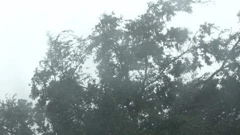 Hurricane-Winds, Generic Tree, Rain Stock Footage 92101091