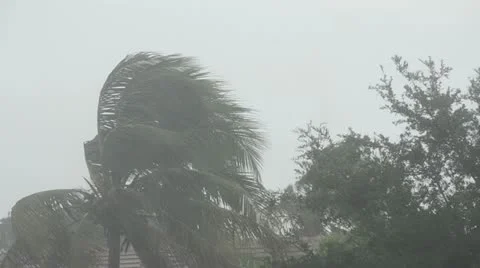 Hurricane winds over palm tree Stock Footage 11944433