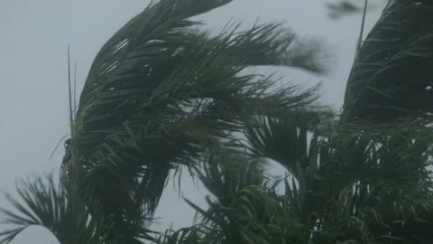 Hurricane-Winds, Palm Tree, Rain Stock Footage 92100633