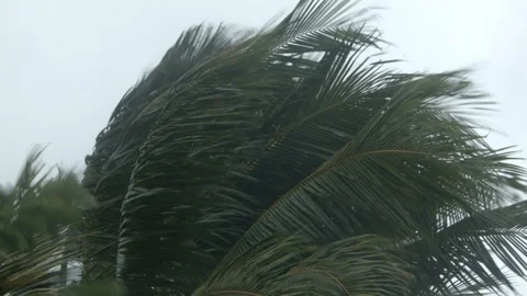 Hurricane-Winds, Palm Tree, Rain Stock Footage 92100686