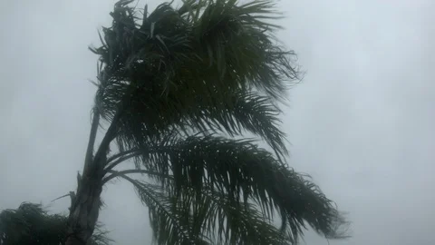 Hurricane-Winds, Palm Tree, Rain Stock Footage 92100754