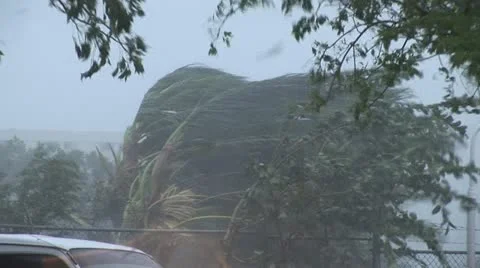 Hurricane winds palm trees Stock Footage 12574585