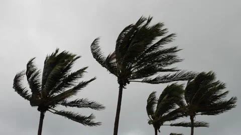 Hurricane Winds in Palm Trees Stock Footage 143197774