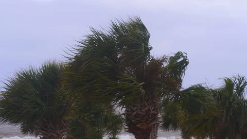Hurricane Winds on Palm Trees on Ocean Stock Footage 96319330