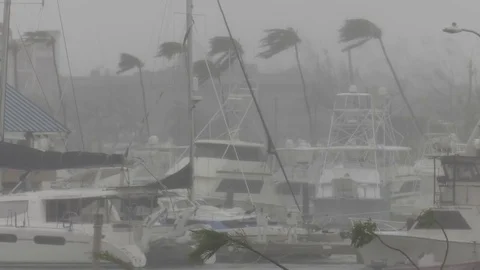 Hurricane winds, palm trees swaying, fishing boats and sailboats Stock Footage 80465353