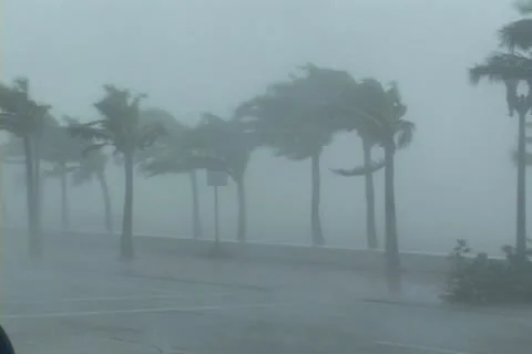 Hurricane winds rock plams 库存影片 12692263