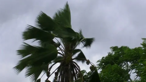 Hurricane Winds Start Pounding Palm Tree Stock Footage 7738834
