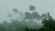 Hurricane Winds Surge Through Palm Trees Stock Footage