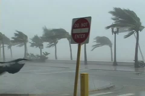 Hurricane winds whip palm trees Stock Footage 12575750