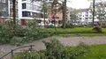 Hurricane Xavier storm damage several fallen trees in Brunswick - Braunschweig 4k or 4k+ Resolution