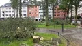 Hurricane Xavier storm damage several fallen trees in Brunswick - Braunschweig 4k or 4k+ Resolution