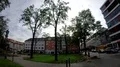 Hurricane Xavier storm damage several fallen trees in Brunswick - Braunschweig 4k or 4k+ Resolution