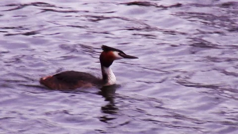 Hurrying grebe in the water. Video stock 118249766