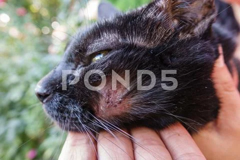 Hurt cat Stock Photos