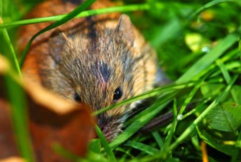 Hurt field mouse on a grass Foto stock