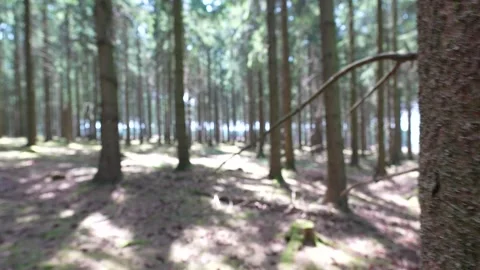 Hurtgenwald, know from fights in WW2, world war 2, battle ground. Germany. Stock Footage 313379845