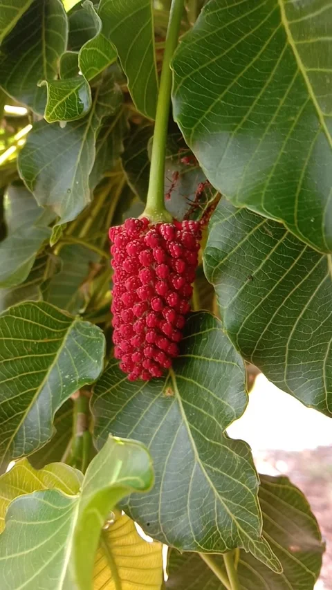 Hurw crepitans Stock Footage 256949515