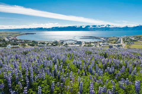Husavik Foto stock