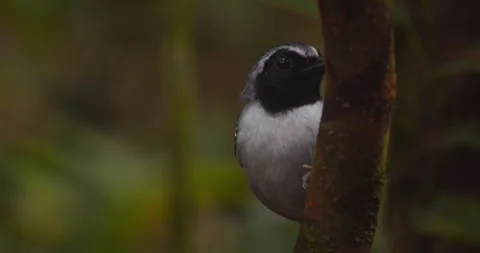 In the hush of the undergrowth, a Black-faced Antbird sings from perch to perch Stock Footage 310654675