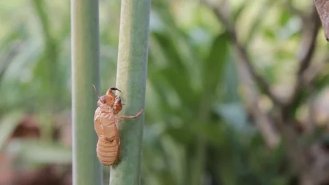 Husk of cicada Stock Footage 78955510