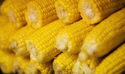 Husked Corn On The Cob Stock Photos