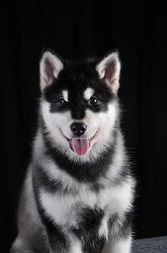 Huskee Studio  Portrait Foto stock