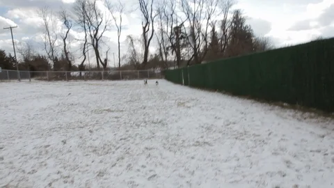 Huskey Dog Playing Stock Footage 119601969
