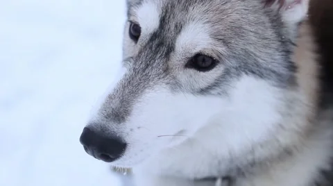 Huski listen 스톡 동영상 41509119