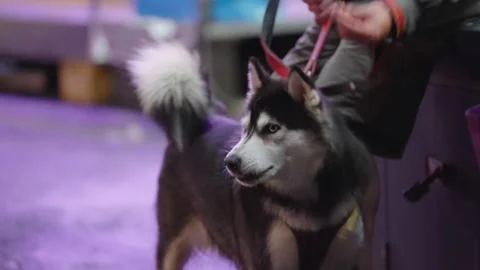 Huskie3 Stock Footage 254572328