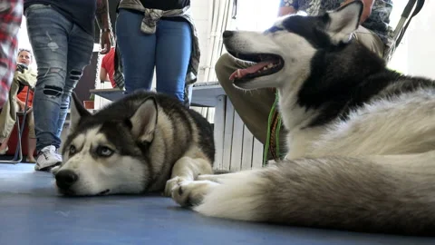 Huskies are lying on the floor and breathe tiredly from the heat Stock Footage 99312575