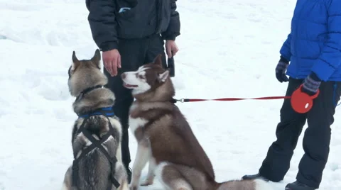 Huskies Dogs on a Snow Background Stock Footage 59665599