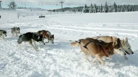 Huskies enjoying while pulling sledge in winter time Video stock 27879475
