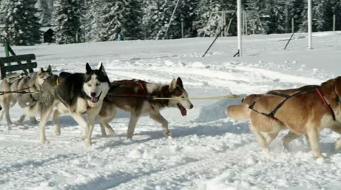 Huskies enjoying winter time while pulling sledge Stock Footage 27879954