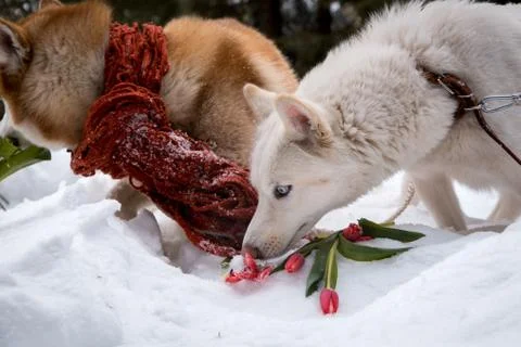 Huskies with flower in the forest 스톡 사진