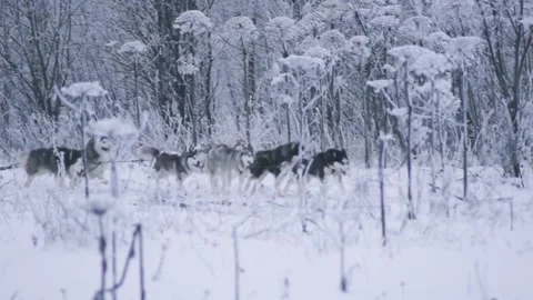 Huskies in harness quickly run through the winter forest Stock Footage 101342608