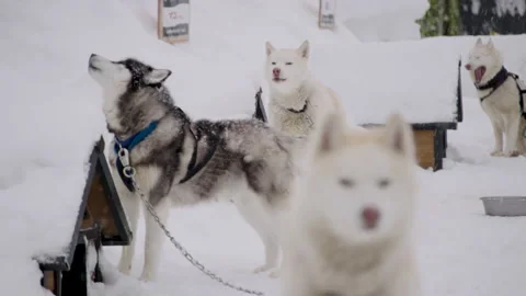 Huskies Howling In The Snow 스톡 동영상 239064237