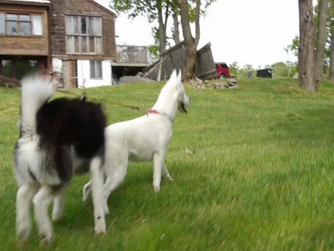 Huskies Lead the Way Stock Footage 25878058