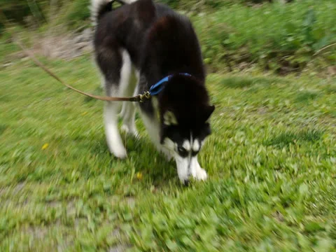 Huskies Leading the Way in the Back Yard Stock Footage 25878014