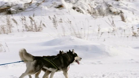 Huskies participate in the races Stock Footage 104488929